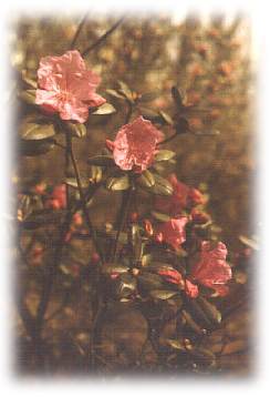 Rhododendron sichotense Pojark.
