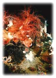 Psolus fabricii