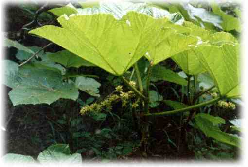   (Oplopanax elatus)