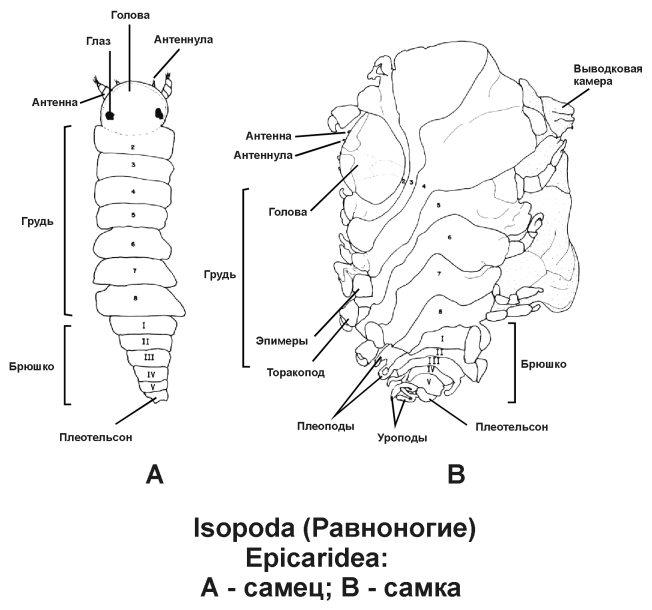   Epicaridae