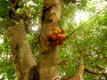 (фото 12) созревающие плоды фикуса, формирующиеся непосредственно на стволах дерева