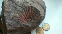 двустворчатый моллюск происходит из норийских отложений триасового периода Приморья, отложившихся в морских условиях около 200 млн. лет назад