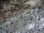 Животные выедают голубые глины с примесью углистого вещества
