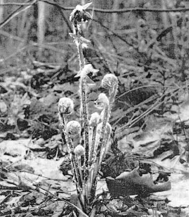   (Osmunda cinnamomea)