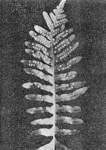   (Polypodium vulgare)