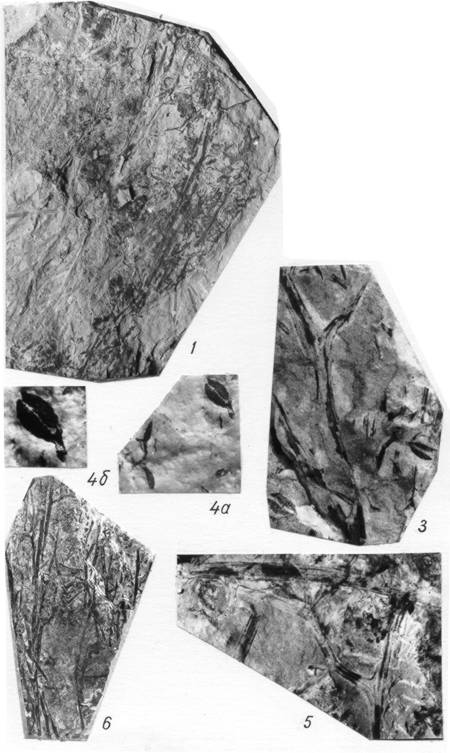    Ilemorphyton? orientalis Zimina