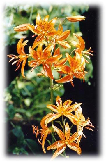   (Lilium distichum