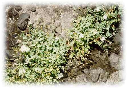 Cerastium furcatum Scham. et Schlecht.