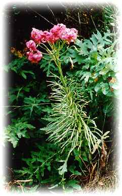 Lilium cernuum Kom.